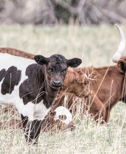 Little Long Horn Calf