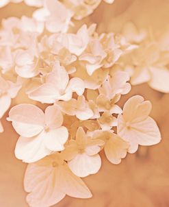 Hydrangea Flowers Peach Color