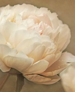 Peony Flower Peach Color