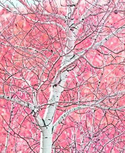 Pink Woods White Tree