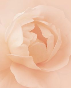 Rose Peach Color 2