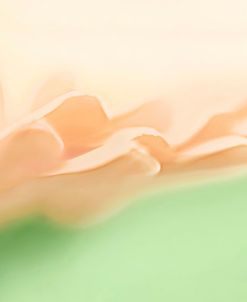 Flower Petals Macro Peach Color