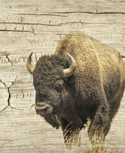 Buffalo Rustic Wood Texture 1