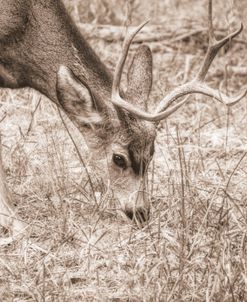 Deer Grazing Sepia Browns