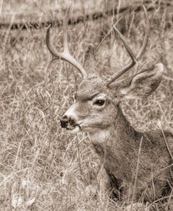 Deer Resting Sepia Browns