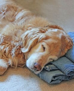 Dog Golden Retriever Blue Jeans