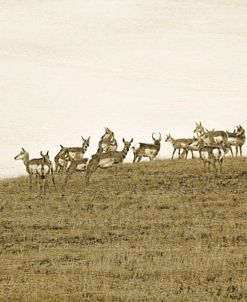 Pronghorn Antelope Wood Texture