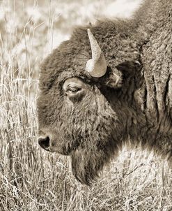 Buffalo in Grasses Sepia