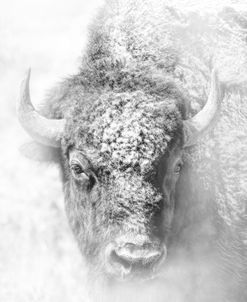 Buffalo in Snow