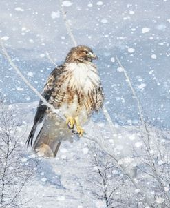 Hawk Snowy Day