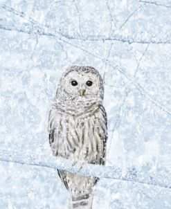Owl Snowy Day