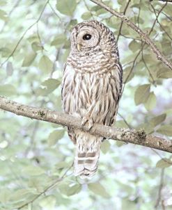 Perching Owl Green Leaves