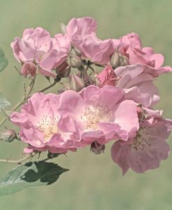 Pink Old Fashion Rose Flowers