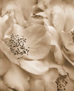 Rose Bouquet Sepia Brown