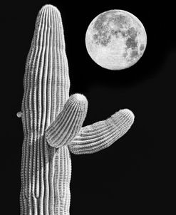 Cactus and Moon Black and White