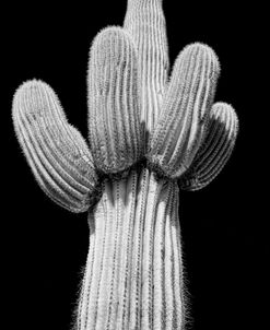 Cactus Black and White