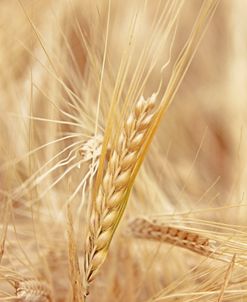 Barley Grain Plant