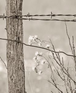 Fence Post Wire Weeds Sepia