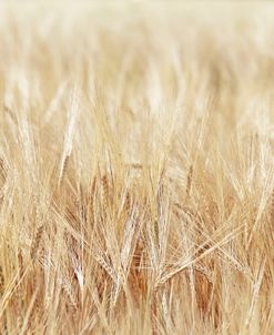 Barley Grain Crop Field