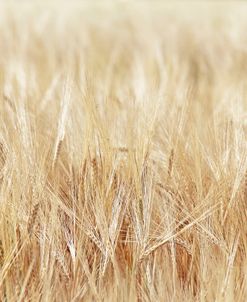 Barley Grain Crop Field