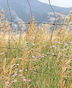 Wildflowers Wire Fence