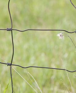 Wire Fence