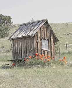 Architecture Shack Poppy Flowers