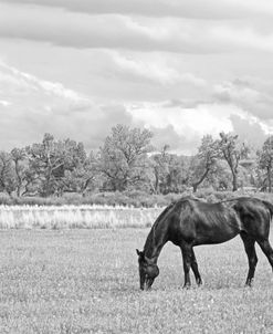Horse In Field Black And White