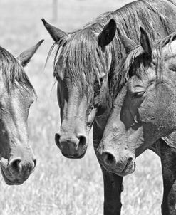 Horse Trio Black And White