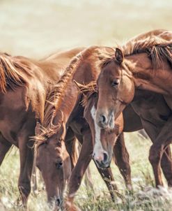 Horses Herd