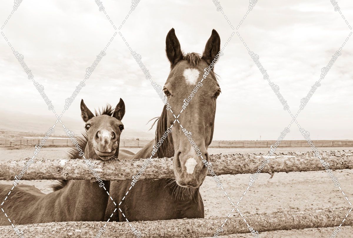 Mare Horse And Foal Sepia Brown