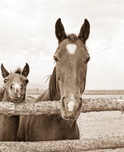 Mare Horse And Foal Sepia Brown