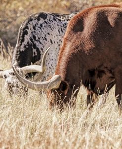 Texas Longhorn Cattle Grazing