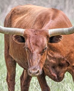 Texas Longhorn Steer Stare