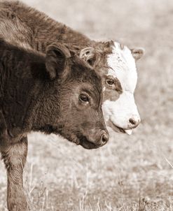 Calf Friends Sepia Brown 2