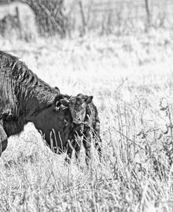 Cow And Calf Love Black And White