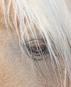 Horse Brown Eye