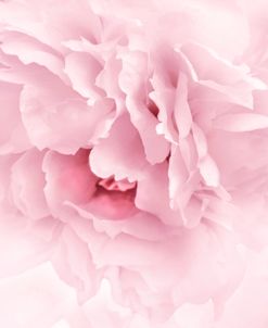 Pink Peony Flower Abstract