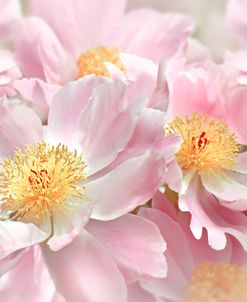 Pink Peony Flower Bouquet