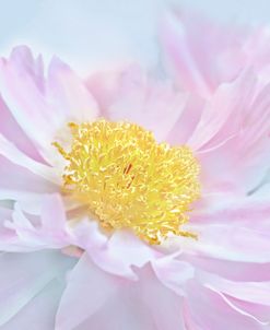 Pink Peony Flower Macro