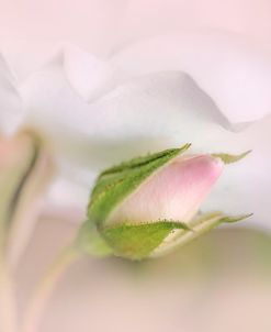 Pink Rose Bud Flower