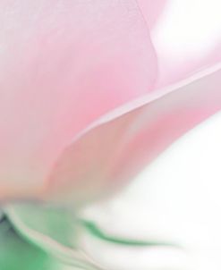 Pink Rose Flower Macro