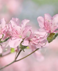 Pink Azalea Flowers
