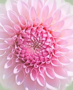 Pink Dahlia Flower Macro