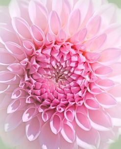 Pink Dahlia Flower Macro