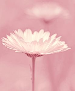 Pink Daisy Flower