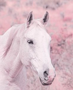 Pink Horse