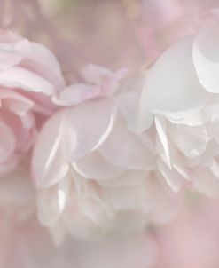 Pink Soft Rose Flowers