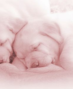 Puppies In Pink