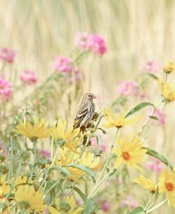Wildflowers And Finch Bird